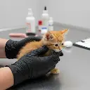 6MIL BLACK NITRILE GLOVES IS USING IN PET HANDLING (1).webp
